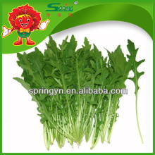 [Wholesale] Fresh arugula for sale